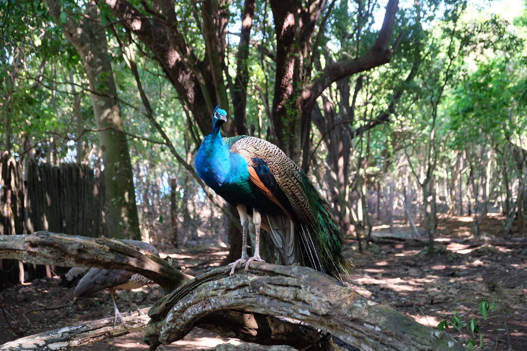 71CEF460-A2C1-4095-918A-930E95BC6011-1517-000000BF7505815C